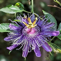 CHUXAY GARDEN Rare Passion Fruit Seeds for Planting Purple Passion Flower Plant Seed 10 Seeds Attract Butterflies and Bees Rare Tropical Climbing Vine Edible Sweet Fruit Exotic Flowering Plant
