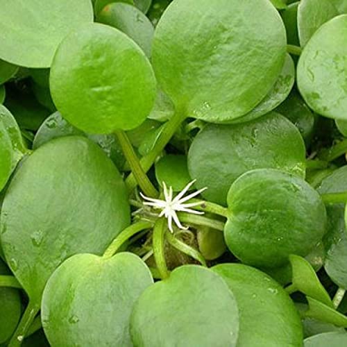 Duckweed Floating Pond Plant for Koi Ponds and Aquariums Z211435
