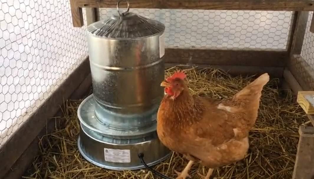 Chicken Water Heater Base for Poultry Drinker Stainless Steel Winter Deicer N83312