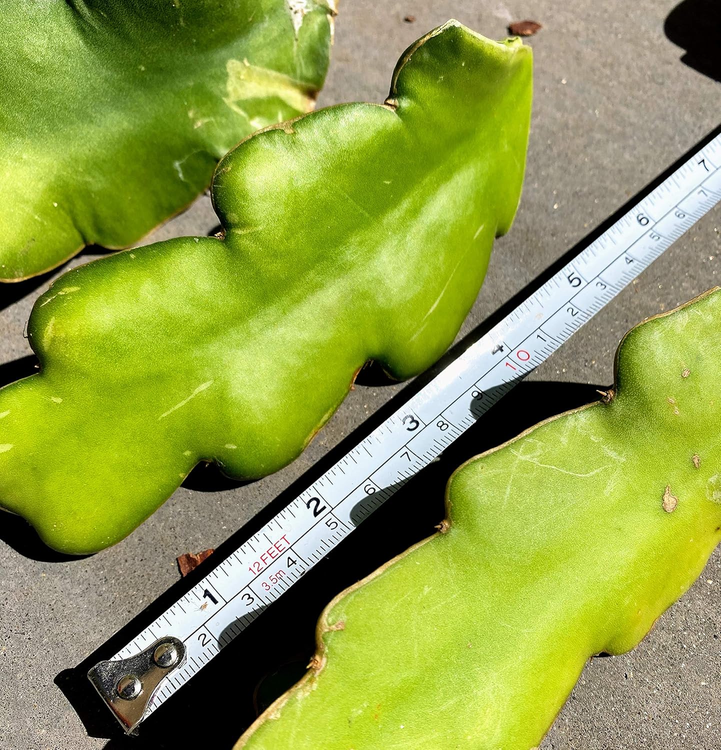 Red Dragon Fruit Live Vine Cuttings, 4 Inches Each G644293