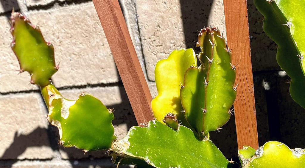Red Dragon Fruit Live Vine Cuttings, 4 Inches Each G644293