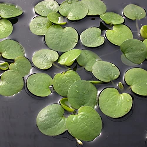 Duckweed Floating Pond Plant for Koi Ponds and Aquariums Z211435