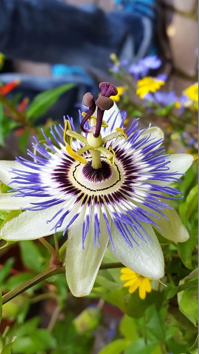 Passionflower Purple Vine Maypop Perennial Flowers for Planting S48926