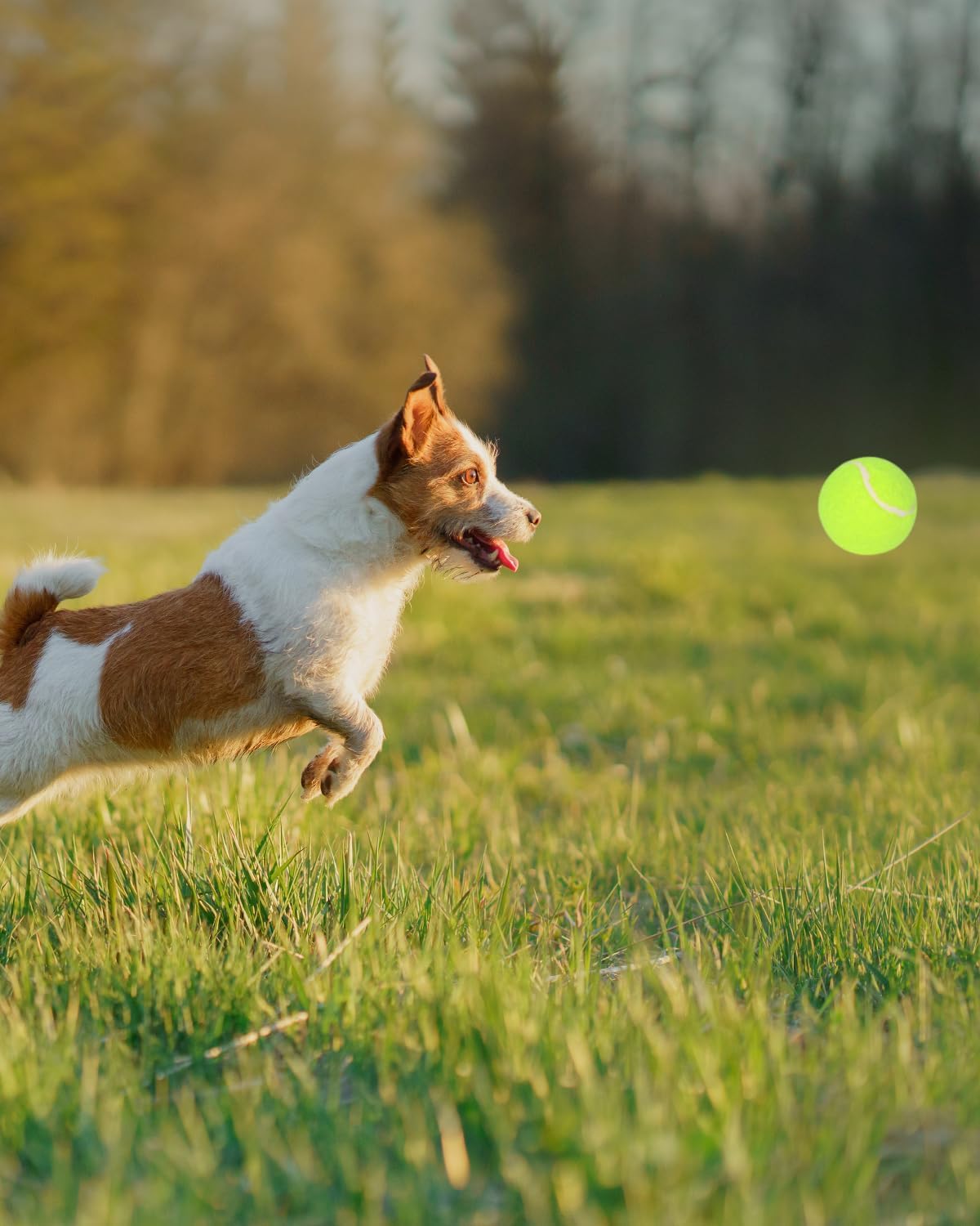 Tennis Balls for Dogs, 2-Inch, for Automatic Ball Launchers, 12 Pack K624634