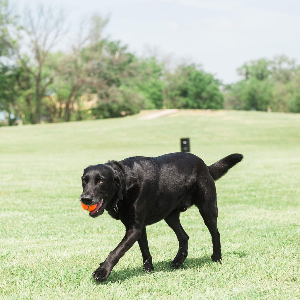 Dog Tennis Ball Toy, Medium 2.5 Inch, Pack of 2 F19116