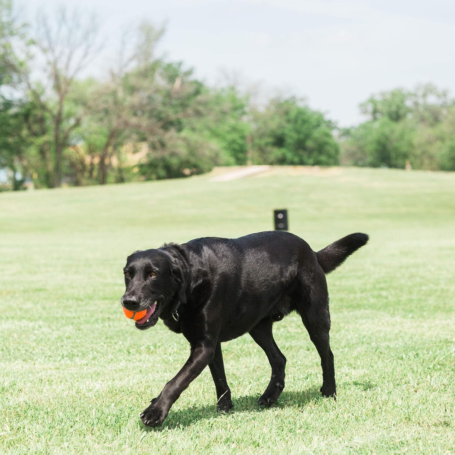 Dog Tennis Ball Toy, Medium 2.5 Inch, Pack of 2 F19116