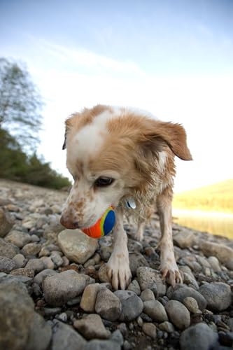 Whistler Ball Dog Toy, Large 3 Inch for Dogs 60-100 lbs V216335