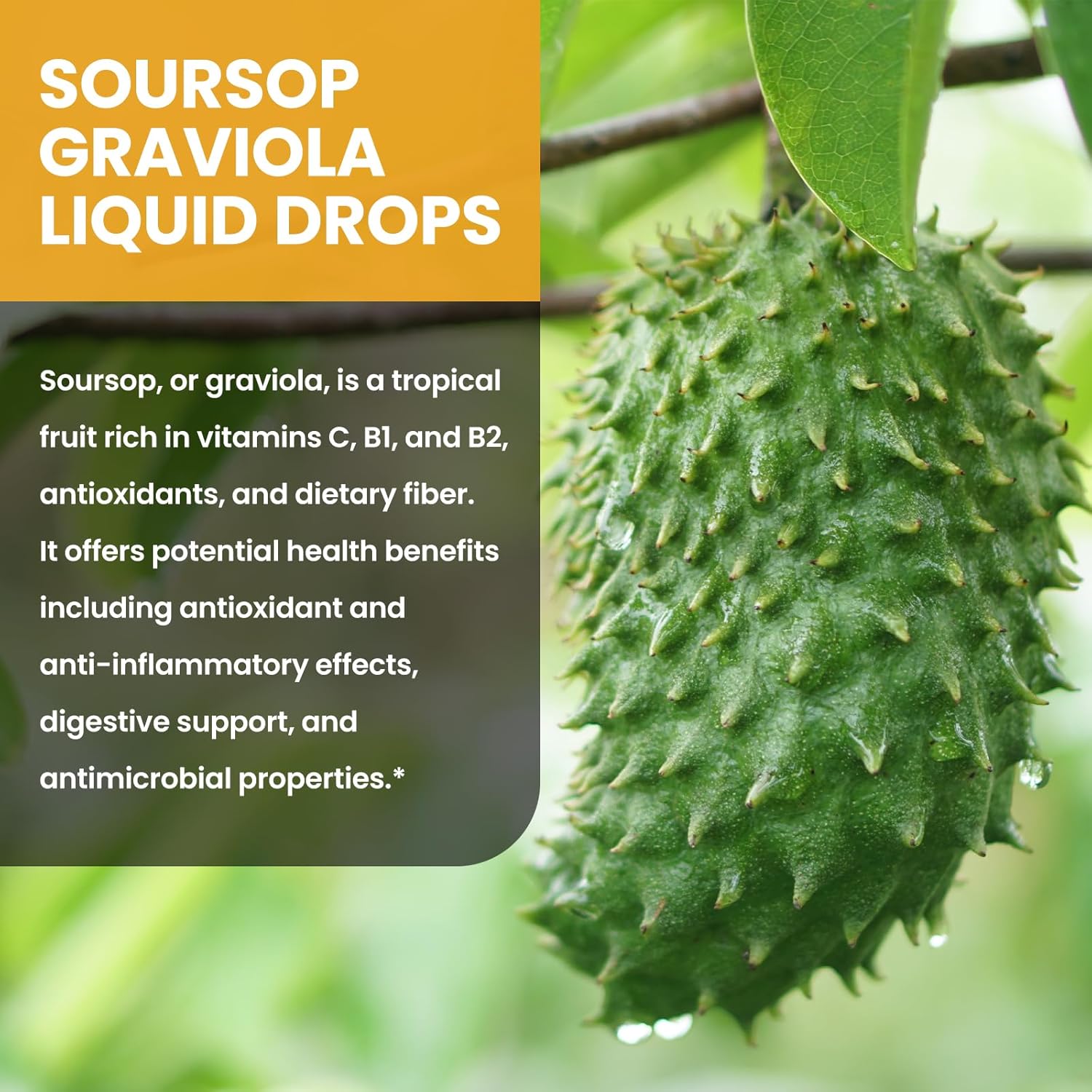 Soursop Graviola Liquid Drops with Green Tea, Black Seed Oil, Turmeric, 2 Fl Oz E51106
