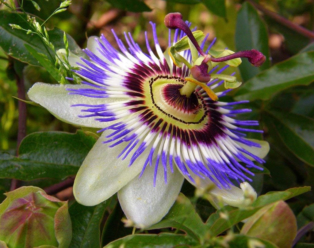 Passionflower Purple Vine Maypop Perennial Flowers for Planting S48926