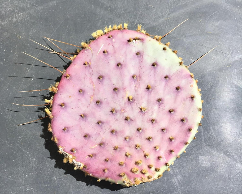 Purple Prickly Pear Cactus 1 Pad Live Plant - Fresh and Vibrant Opuntia Genus Cactus Plants Live - Unique Purple Hue - Ready for Propagation - Ideal for Gardens or Indoor Spaces