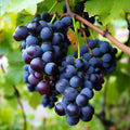 Concord Grape Vine - 2-6" Tall Live Plant - 2.5" Pot - Sweet and Edible Purple Fruit Vine for Outdoor Garden - Vitis labrusca 'Concord'