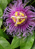 2 Possum Purple Passion Fruits | Passiflora Edulis Live Plants, Purple, Green