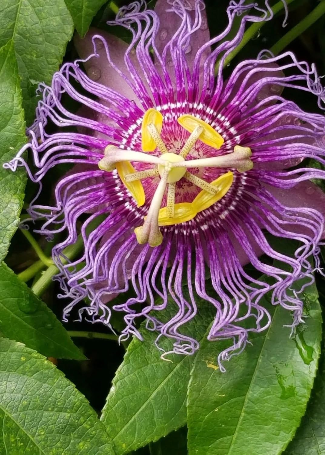 2 Possum Purple Passion Fruits | Passiflora Edulis Live Plants, Purple, Green