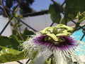 Passiflora 'Frederick' - Edible Purple Passion Flower Fruit Vine - Live Plant by Natures Garden Nursery
