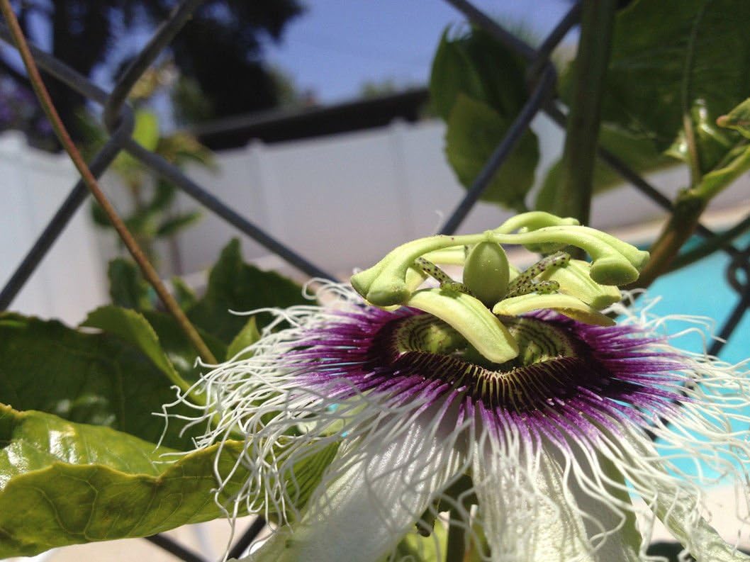 Passiflora 'Frederick' - Edible Purple Passion Flower Fruit Vine - Live Plant by Natures Garden Nursery