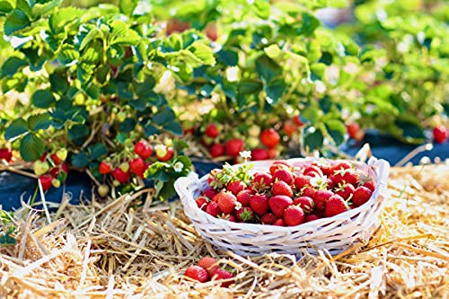 Organic Seedless Garden Straw Mulch Cover, 120 sq. ft. K432525