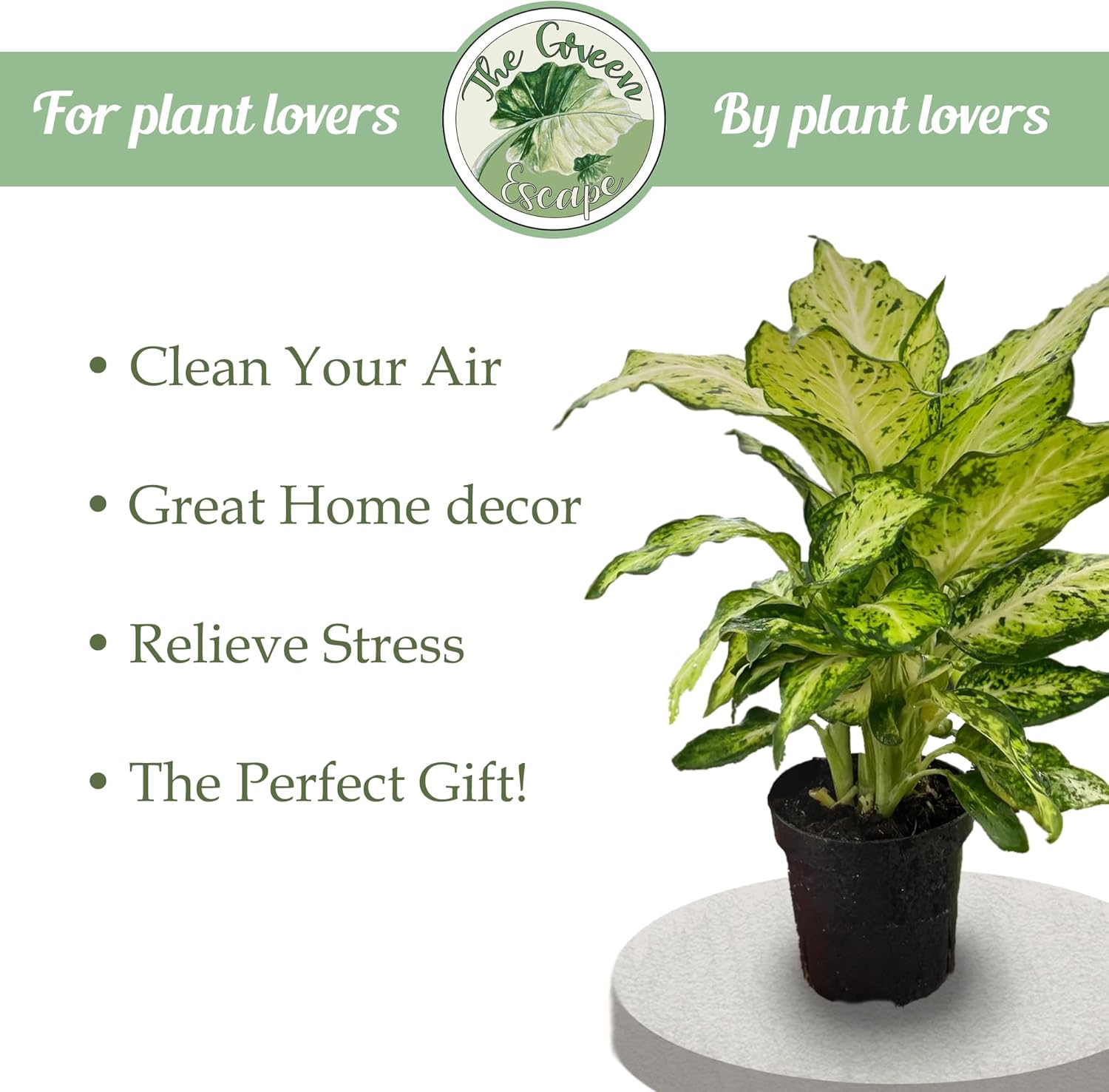 Purple Passion Fruit Starter Plant Q222029