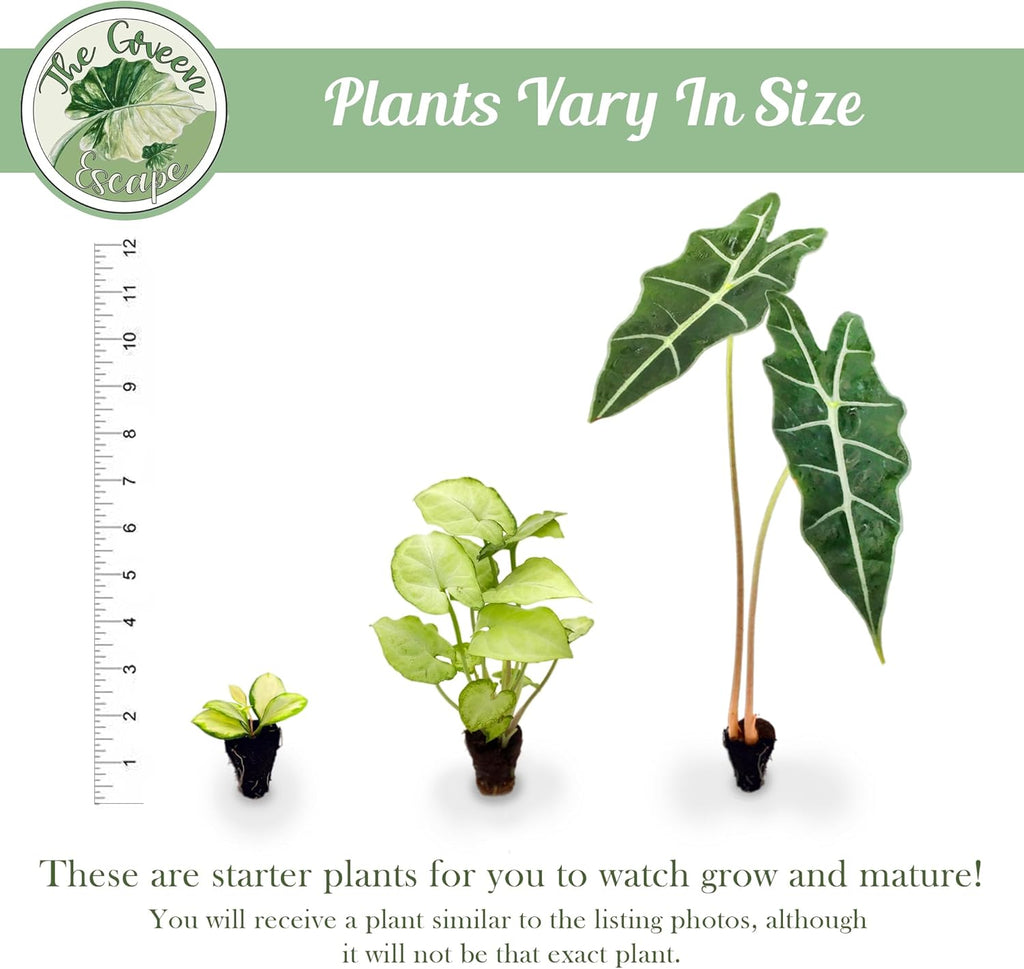 Purple Passion Fruit Starter Plant Q222029