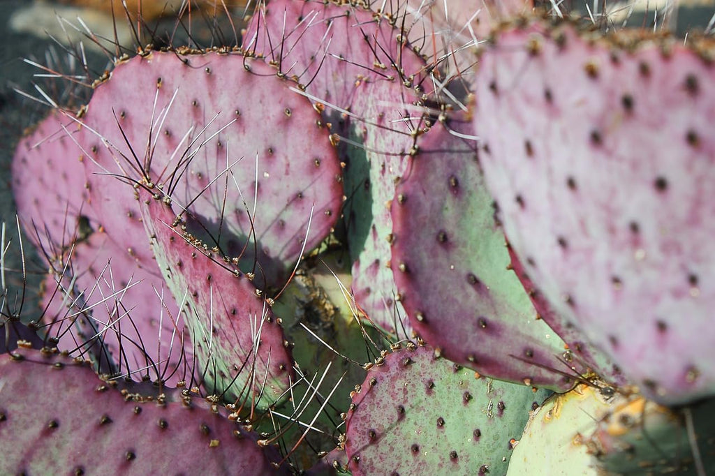 Purple Prickly Pear Cactus Live Plant for Propagation Z11609