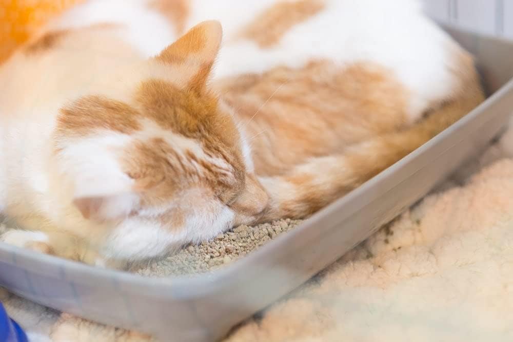 Scented Cat Litter, 42 Pounds J35474
