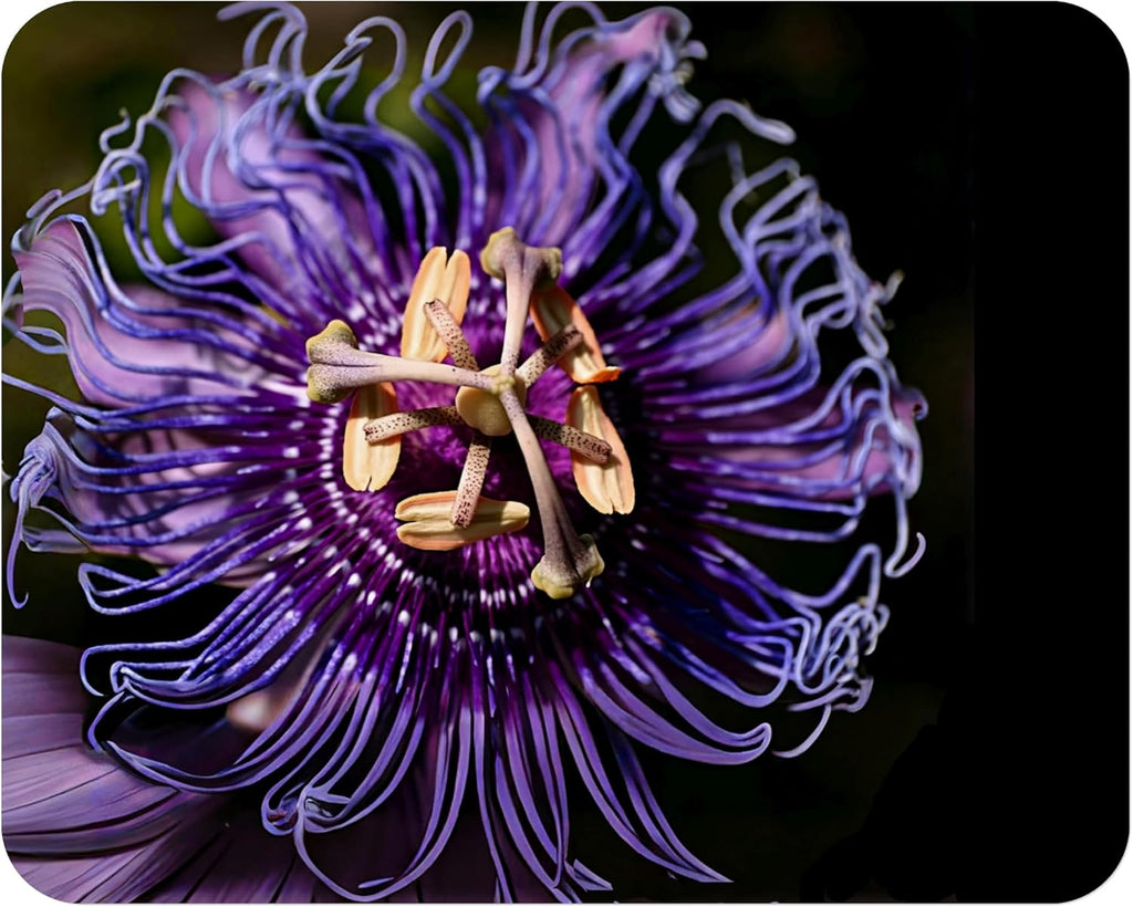 Incense Violet Purple Blue Passion Flower Vine Live Plant Passiflora Incarnata x cinnata Starter Size 4 Inch Pot Emeralds TM