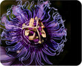 Incense Violet Purple Blue Passion Flower Vine Live Plant Passiflora Incarnata x cinnata Starter Size 4 Inch Pot Emeralds TM
