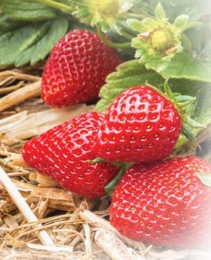 Organic Seedless Garden Straw Mulch Cover, 120 sq. ft. K432525