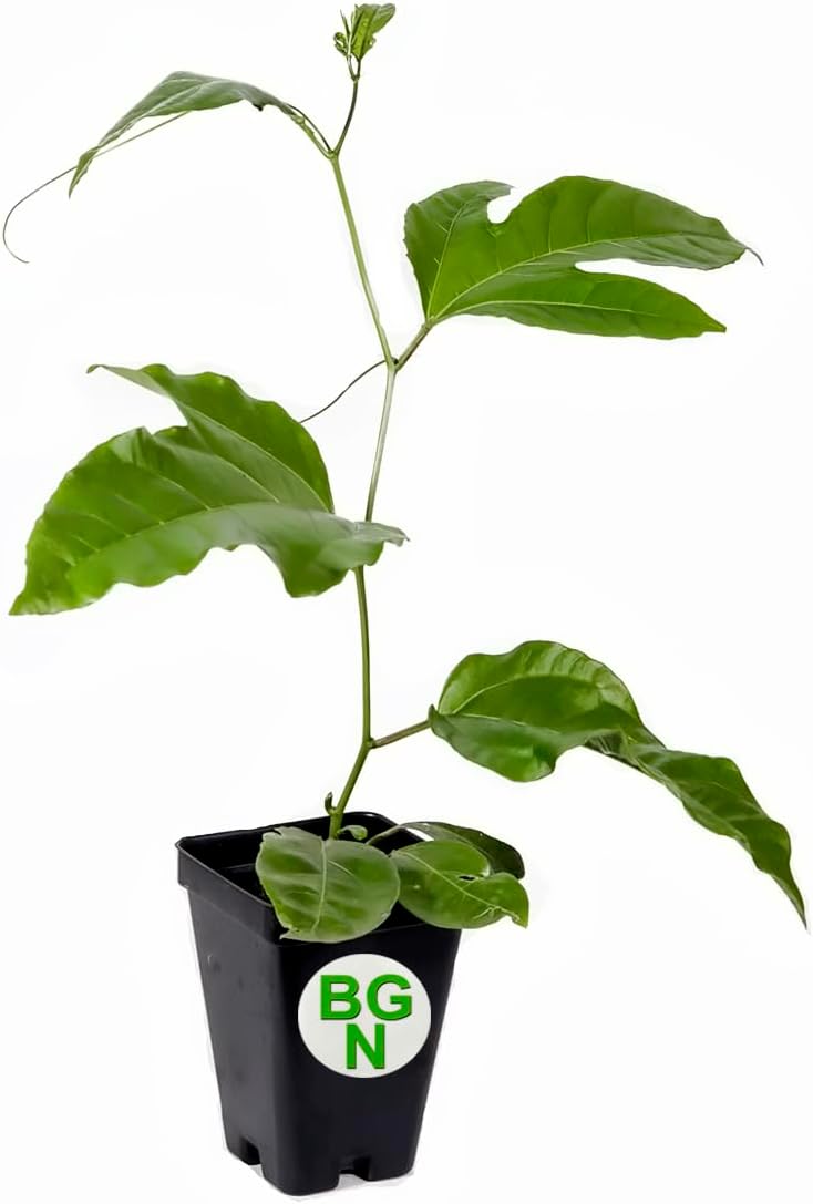 1 Live Plant 3-8 inch of Passiflora Edulis - Red Rover Purple Passion Fruit Plant - Edible