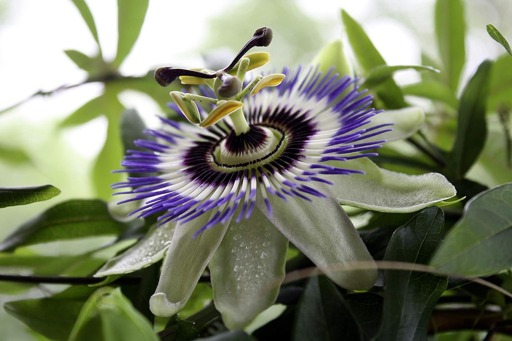 Passionflower Purple Vine Maypop Perennial Flowers for Planting S48926