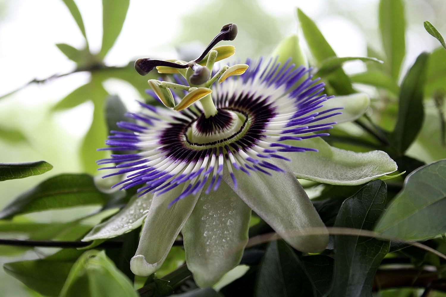 Passionflower Purple Vine Maypop Perennial Flowers for Planting S48926