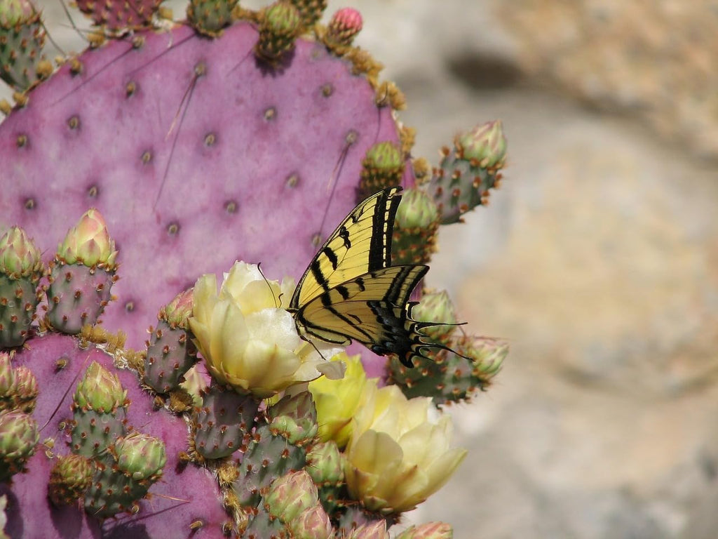 Purple Prickly Pear Cactus Live Plant for Propagation Z11609