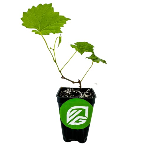 Blanc du Bois Grape Starter Plant O720