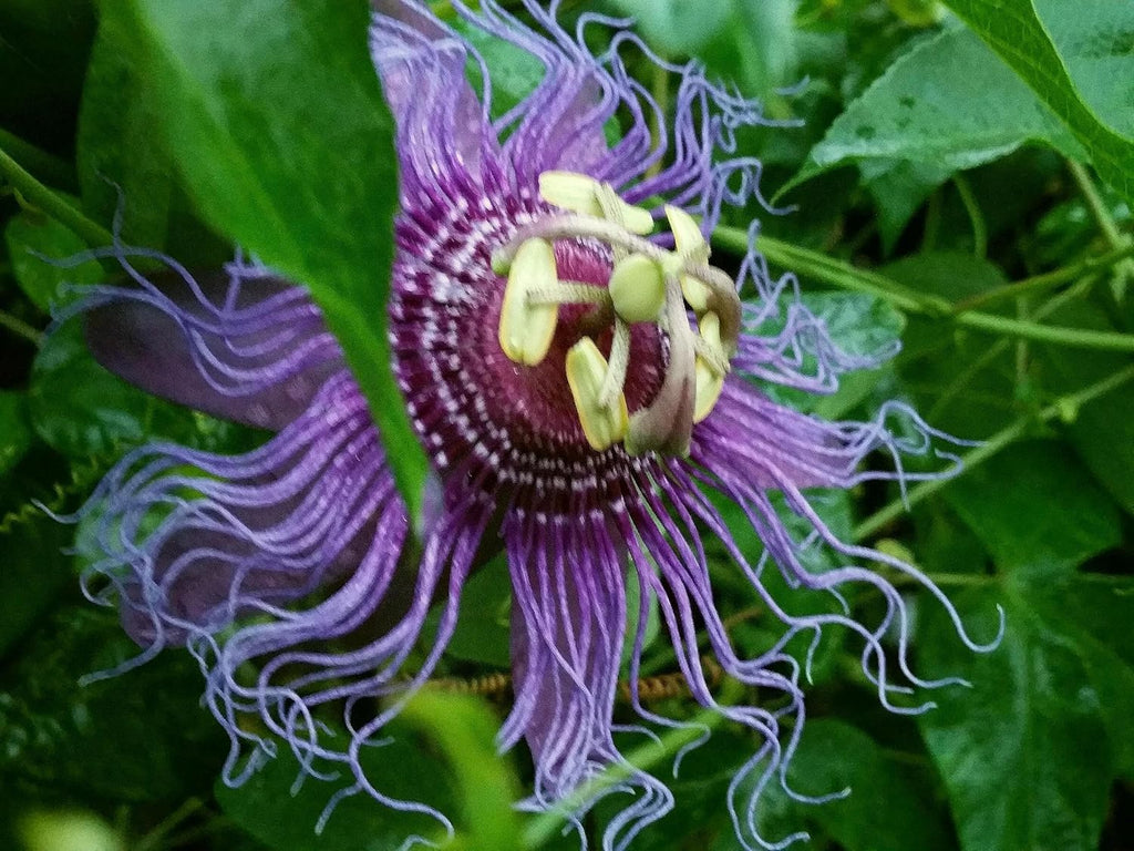 Passion Flower Vine Live Plant, Starter Size 4 Inch Pot E849277
