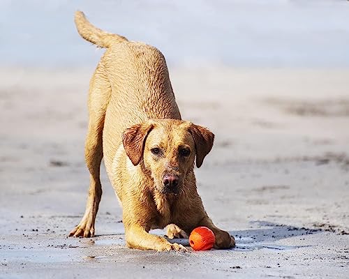 Dog Ball Toy for Medium Breeds, Pack of 3 L27736