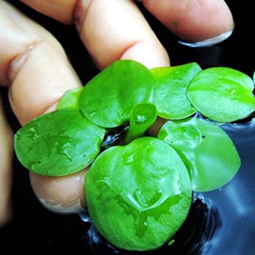 Duckweed Floating Pond Plant for Koi Ponds and Aquariums Z211435