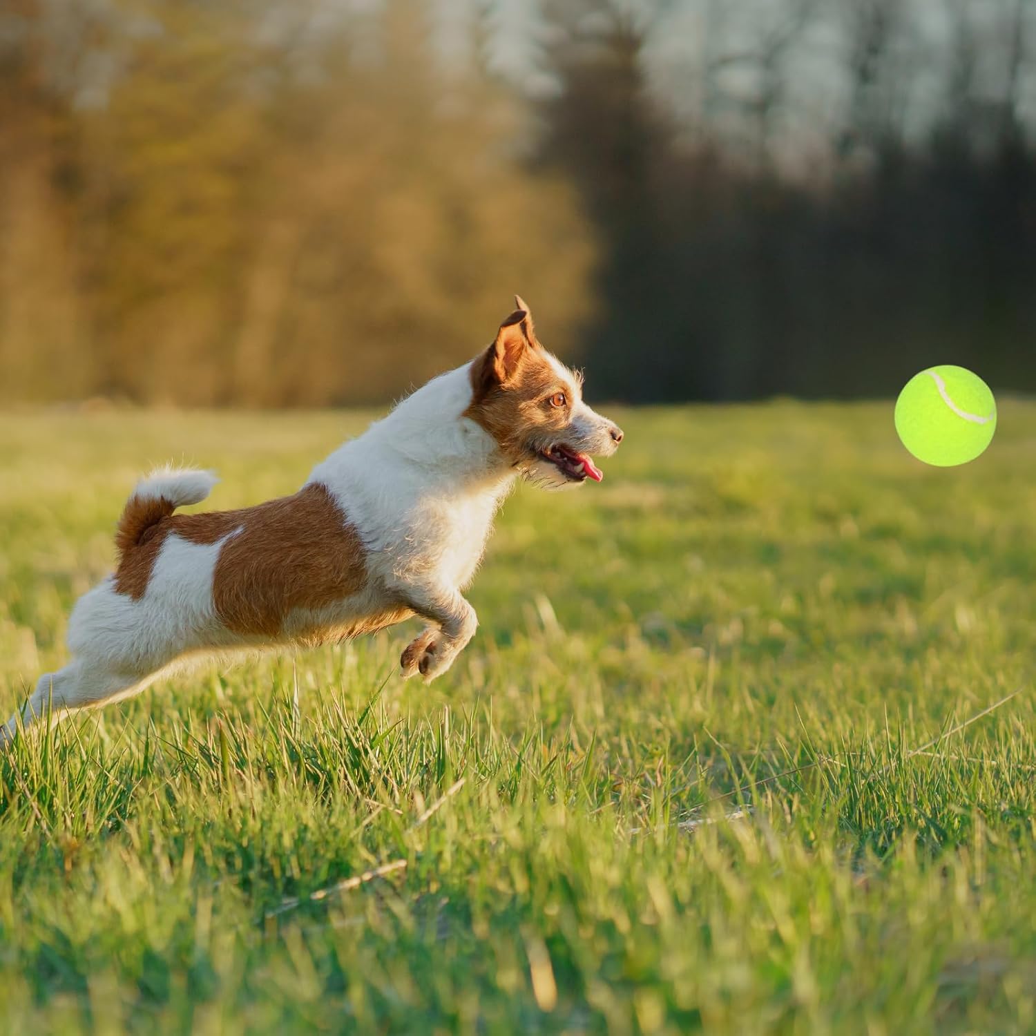 12 Pack Small Dog Tennis Balls, Durable Toy F497