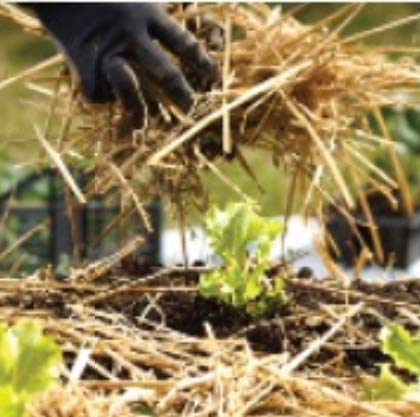Organic Seedless Garden Straw Mulch Cover, 120 sq. ft. K432525