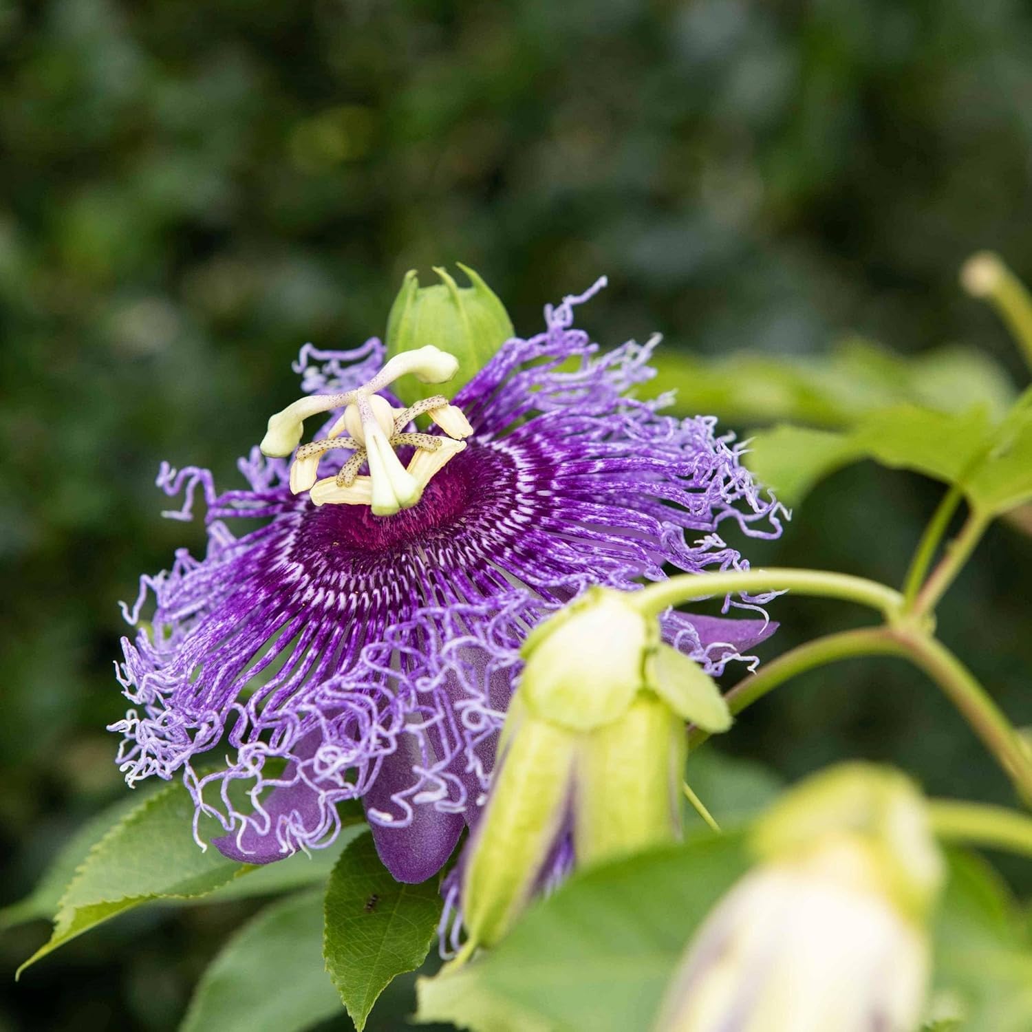 Purple Passion Fruit Seeds for Planting Tropical Climbing Vine Q906