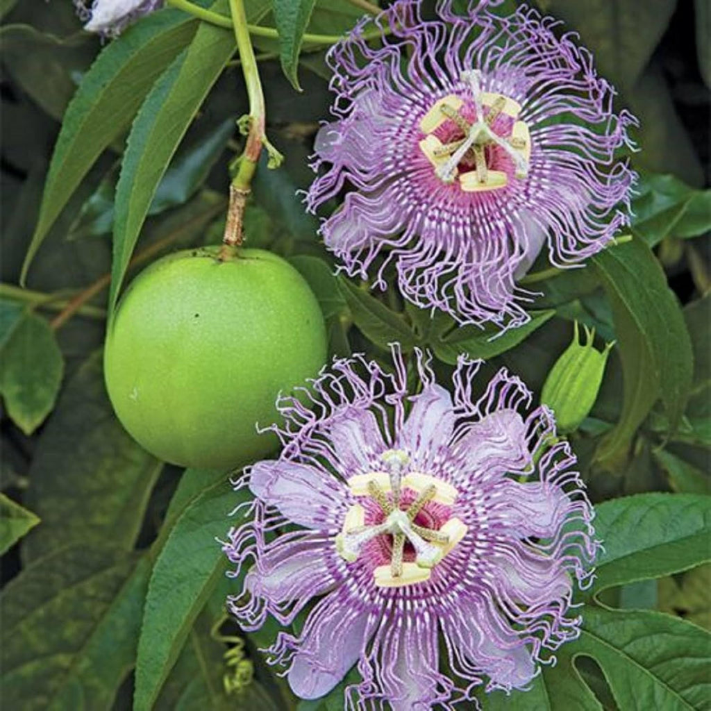 Purple Passion Fruit Seeds for Planting Tropical Climbing Vine Q906