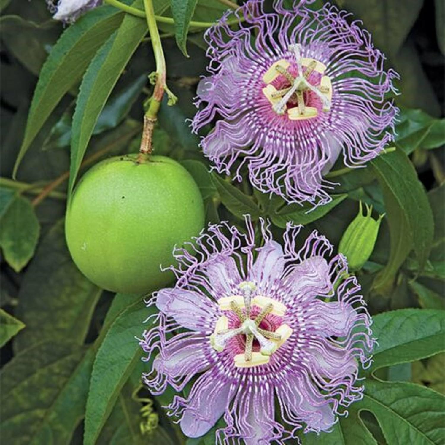 Purple Passion Fruit Seeds for Planting Tropical Climbing Vine Q906