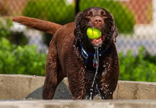 Dog Tennis Balls 2.5" for Exercise and Training with Mesh Bag C5979
