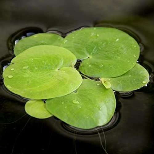 Duckweed Floating Pond Plant for Koi Ponds and Aquariums Z211435