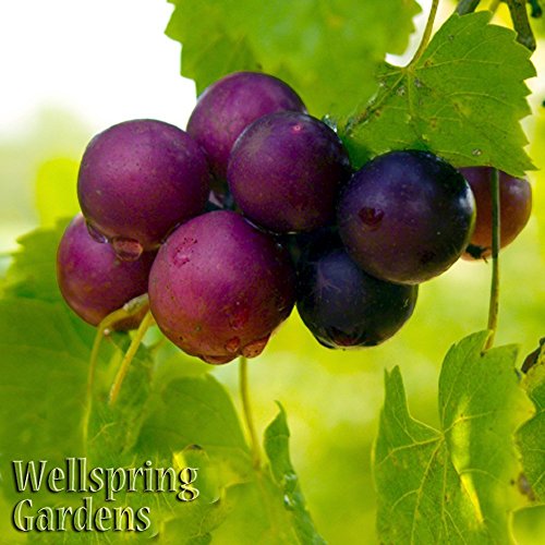 Blanc du Bois Grape Starter Plant O720