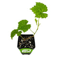 Blanc du Bois Grape - Vitis labrusca - Wellspring Gardens Starter Plant