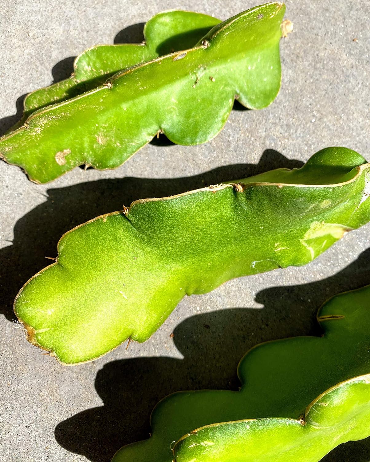 Red Dragon Fruit Live Vine Cuttings, 4 Inches Each G644293