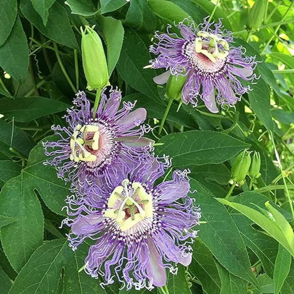 Purple Passion Fruit Seeds for Planting Tropical Climbing Vine Q906