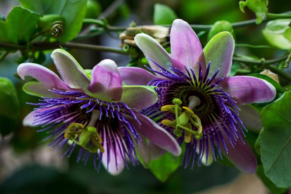 Passionflower Purple Vine Maypop Perennial Flowers for Planting S48926