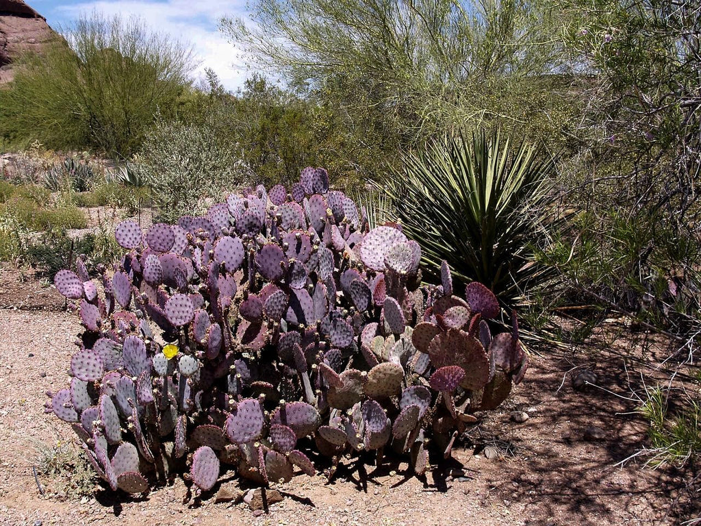 Purple Prickly Pear Cactus Live Plant for Propagation Z11609