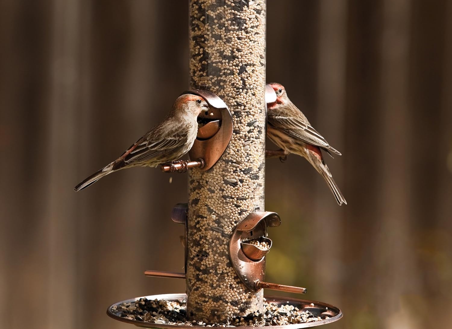 Songbird Blend Wild Bird Food, 5.5 lb P89484