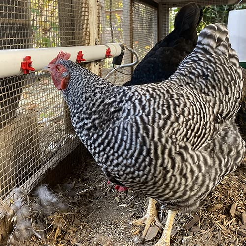 Chicken Waterer Heater Winterizing Bundle K247